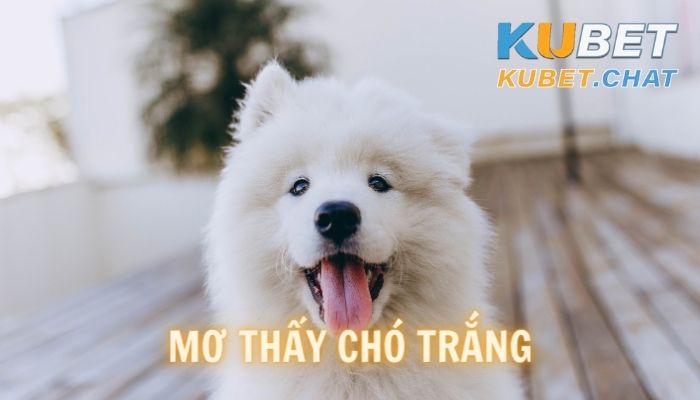 Ngủ mơ thấy chó trắng - đánh con số nào chắc thắng?